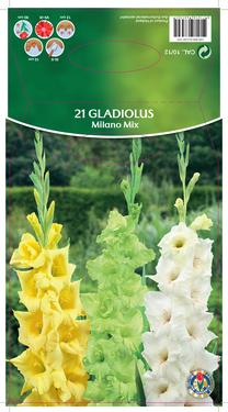 Svogūninės gėlės kardelis Milano Mix, 10 - 12 mm, 21 vnt.