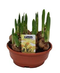 Potilill nartsiss Tete-A-Tete, 15 - 20 cm, ø16 cm