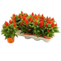 Potilill mätasharjad FIRE ORANGE/RED, 30 cm, ø12 cm