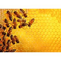 Dėlionė Ravensburger Challenge Bees, 70 cm x 50 cm, 1000 vnt.