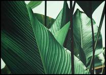 Pilt DecoKing Petiole, 70 cm x 50 cm