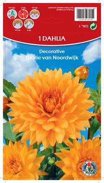 Svogūninės gėlės jurginas Glorie Van Noordwijk