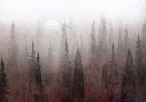 Fototapete Artgeist Bird'S Flight Over Treetops - Landscape Of A Dark Forest In Fog, 140 cm x 200 cm