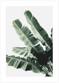 Фотокартина Banana Leaf, 50 см x 70 см