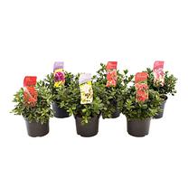 Krūmas azalija MIX, (spalva/dizainas parenkami atsitiktine tvarka), ø22 cm, 30 cm