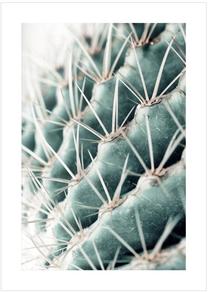 Fotomaal Cactus, 50 cm x 70 cm