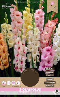 Svogūninės gėlės kardelis GRANDIFLORA PASTEL MIX, 12 - 14 mm, 8 vnt.