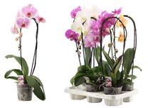 Gėlė vazone orchidėja Cascade, 55 - 65 cm, ø12 cm, (spalva/dizainas parenkami atsitiktine tvarka)