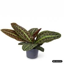 Augalas žalialapiai Labisia obtusifolia Kura Kura, 30 cm, ø13 cm