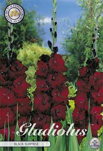 Sibullilled gladiool, 10 tk