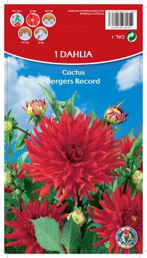 Svogūninės gėlės jurginas Bergers Record